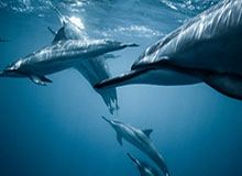 九游体育下载：让你随时随地掌控比赛的全新体育入口